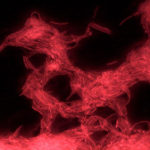 Noi terapii pentru bolile de nutritie, cardiovasculare si diabet