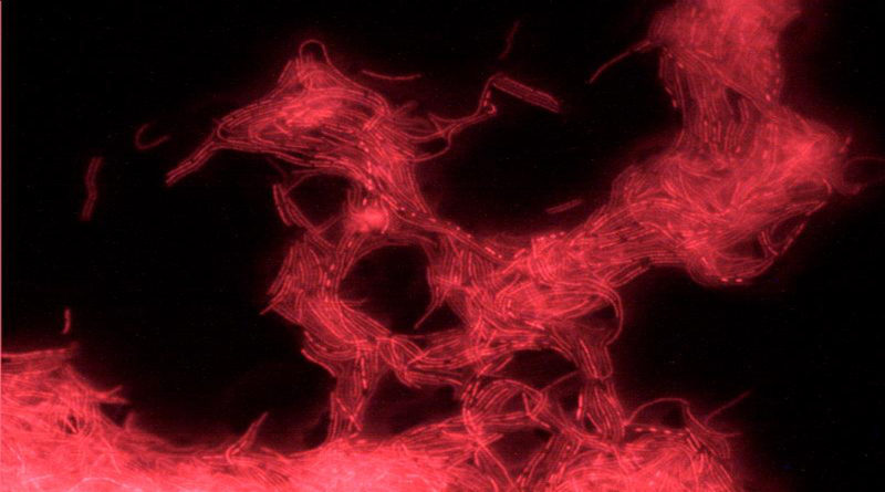 Noi terapii pentru bolile de nutritie, cardiovasculare si diabet