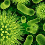 Bacteriile intestinale care pot îmbunătăți sănătatea arterelor