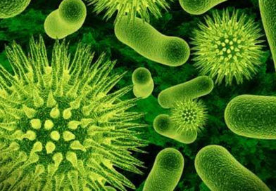 Bacteriile intestinale care pot îmbunătăți sănătatea arterelor