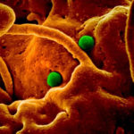 Atenție! Cercetătorii trag semnale de alarmă cu privire la un nou virus care se poate răspândi în Europa