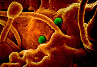 Atenție! Cercetătorii trag semnale de alarmă cu privire la un nou virus care se poate răspândi în Europa