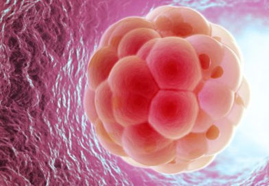 Celulele stem, esențiale în producerea embrionilor artificiali