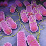 O bacterie interstinală, protecție împotriva infecției cu Salmonella