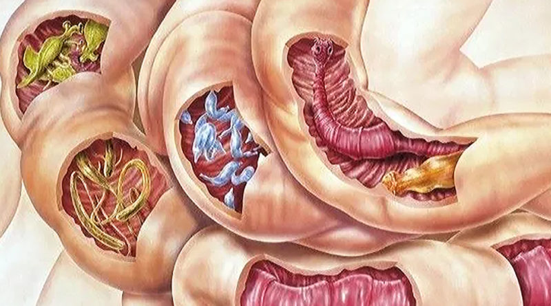 Cercetătorii continuă lupta împotriva paraziților intestinali