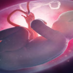 Cercetătorii au inventat primul model de placentă artificială