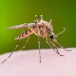 Remedii naturale împotriva înțepăturilor de țânțar