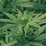 Cânepa, o alternativă în tratarea cancerului ovarian