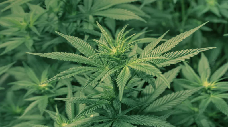 Cânepa, o alternativă în tratarea cancerului ovarian