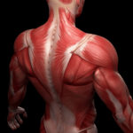 Descoperire care poate ajuta pacienții cu distrofie musculară