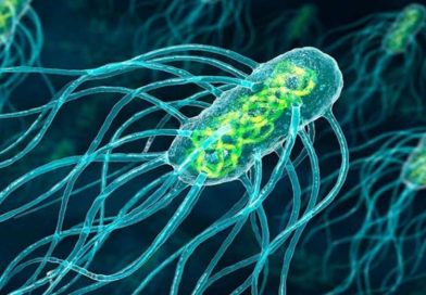 O nouă specie de bacterii poate inhiba dezvoltarea celor mai rezistenţi agenți patogeni
