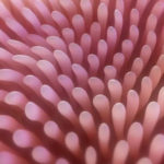 O enzima folosită în industria alimentară poate cauza o boală gravă!