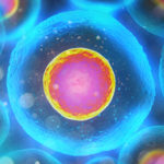 Descoperiri fascinante cu privire la celulele stem și dezvoltarea embrionară