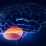 A fost descoperită o nouă funcție a cerebelului care poate ajuta la dezvoltarea de tratamente pentru bolile neurologice