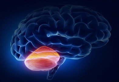 A fost descoperită o nouă funcție a cerebelului care poate ajuta la dezvoltarea de tratamente pentru bolile neurologice