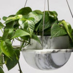 Plantele modificate genetic, mai eficiente decât un filtru de aer