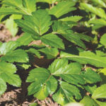 Planta japoneză care stimulează sănătatea celulară și prelungește viața