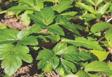 Planta japoneză care stimulează sănătatea celulară și prelungește viața