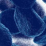 Proteina CDK6, implicată în apariția unui grup de afecțiuni maligne rare ale măduvei osoase