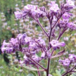 Yerba santa, planta care poate trata o boală degenerativă gravă