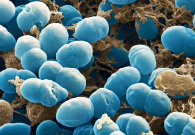 A fost descoperit modul în care un tip de bacterie eliberează toxine care ne fac să ne îmbolnăvim