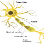 O combinație de medicamente poate transforma celulele gliale în neuroni noi funcționali
