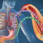 Cercetarea care arată că glucagonul are un rol benefic la persoanele care suferă de diabet