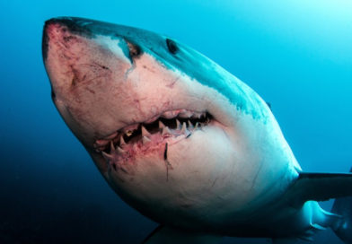 O specie de rechin poate ajuta medicii să trateze cancerul