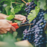 Află totul despre cele mai importante beneficii ale consumului de struguri!