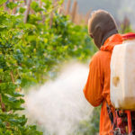Expunerea la pesticide și riscul de boli cardiovasculare la copii