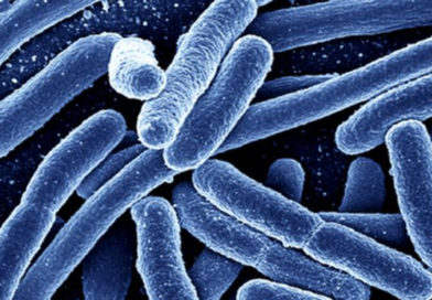 Cercetătorii au reușit să reproducă bacteria E. Coli prin rescrierea unui cod genetic