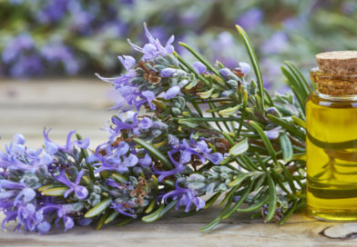 Beneficiile uimitoare ale uleiului de rozmarin asupra memoriei